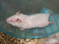 As�k Riky