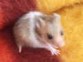 Astra Riky