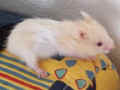 Bessy Riky
