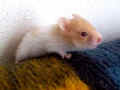 Britta Riky