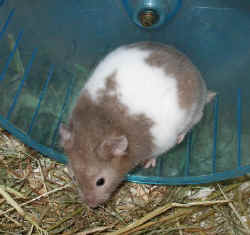 Cassiopea Riky