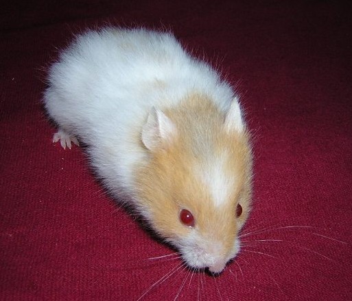 Pou�ito se svolen�m Hanky Keltnerov�, ch.s. Navel, http://www.navel-rat.eu/