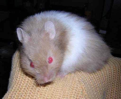 Pou�ito se svolen�m Hanky Keltnerov�, ch.s. Navel, http://www.navel-rat.eu/