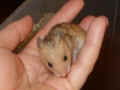Kullie Riky