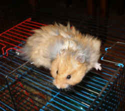 Z Babyhamsters2008