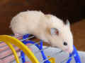 Selly Riky