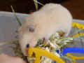 Sin Riky