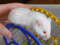 Sukker Riky