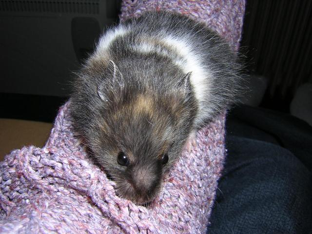 Pou�ito se svolen�m Hanky Keltnerov�, ch.s. Navel, http://www.navel-rat.eu/