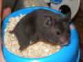 Vink Riky