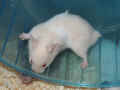Xill Riky