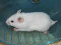 Xilla Riky