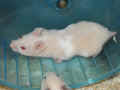 Xillie Riky