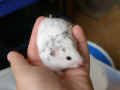 Yoghurt Riky