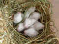 F3 Riky