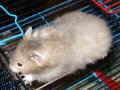 Gin Riky